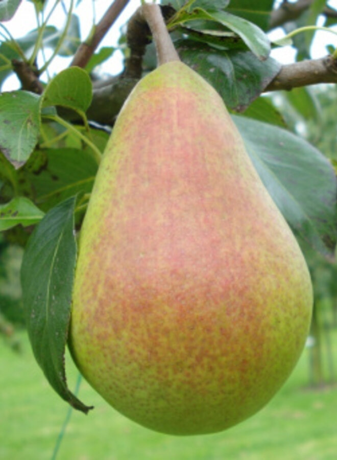 Lei-perenboom | Pyrus communis Clapp's Favourite