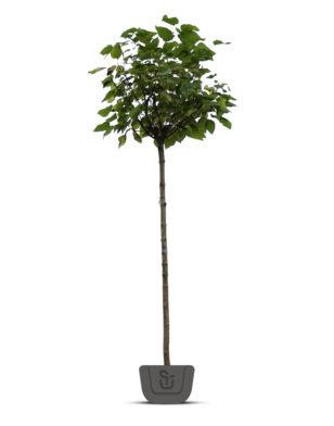 Gele catalpa | Catalpa bignonioides Aurea