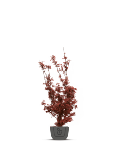 Japanse esdoorn | Acer pal. Bloodgood