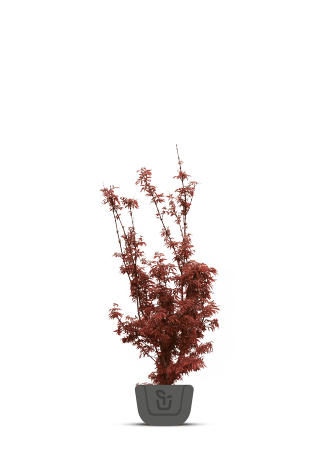 Japanse esdoorn | Acer pal. Bloodgood