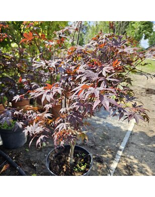 Japanse esdoorn | Acer palmatum Bloodgood