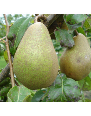 Lei-perenboom | Pyrus communis Comtesse de Paris