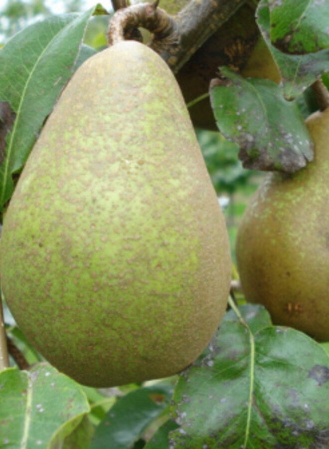 Lei-perenboom | Pyrus communis Comtesse de Paris