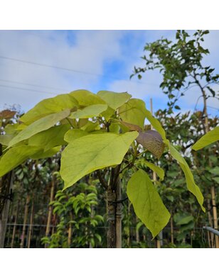 Gele catalpa | Catalpa bignonioides Aurea