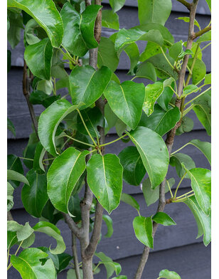 Lei-perenboom | Pyrus communis Conference