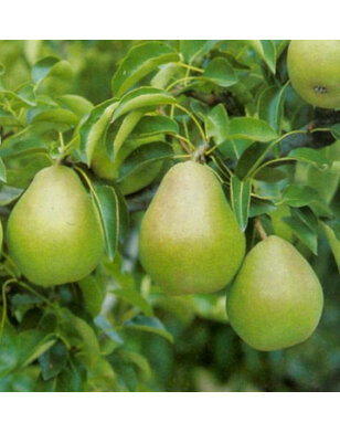 Lei-perenboom | Pyrus communis Doyenne du Comice