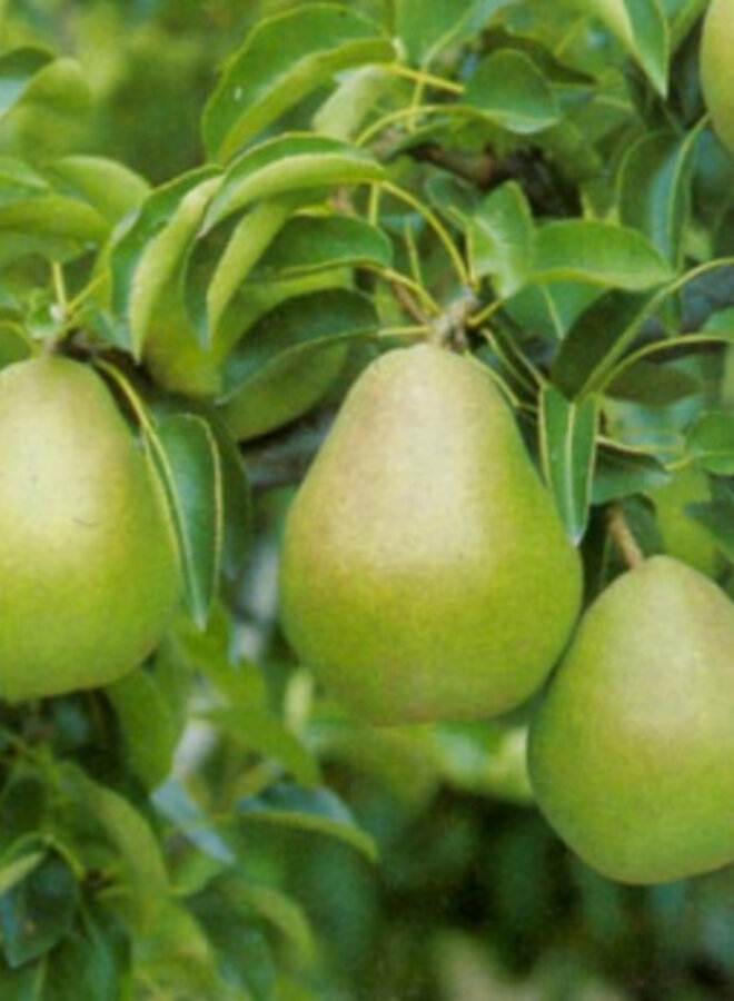 Lei-perenboom | Pyrus communis Doyenne du Comice