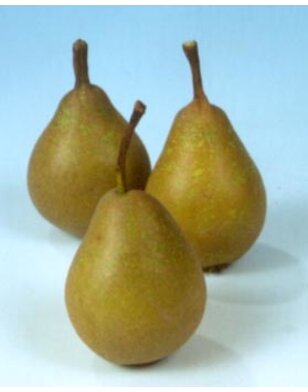 Lei-perenboom | Pyrus communis Jut