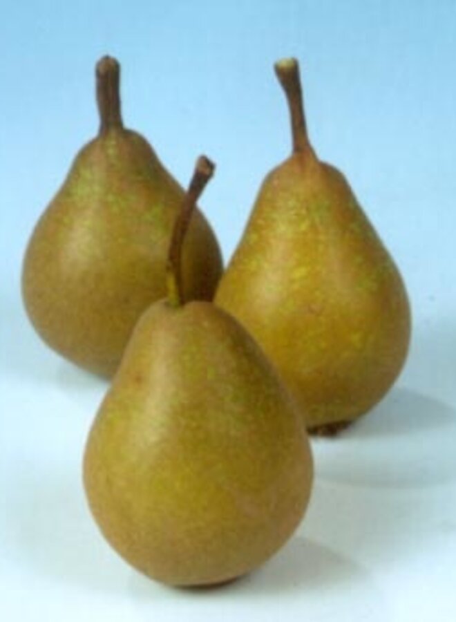 Lei-perenboom | Pyrus communis Jut