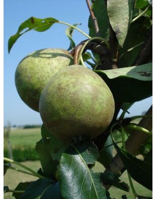 Lei-perenboom | Pyrus communis Kleipeer