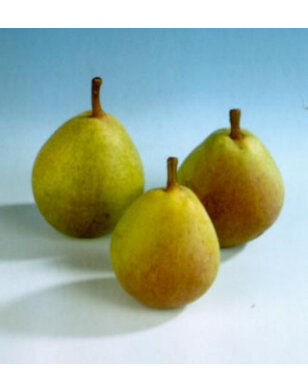 Lei-perenboom | Pyrus communis Kruidenier