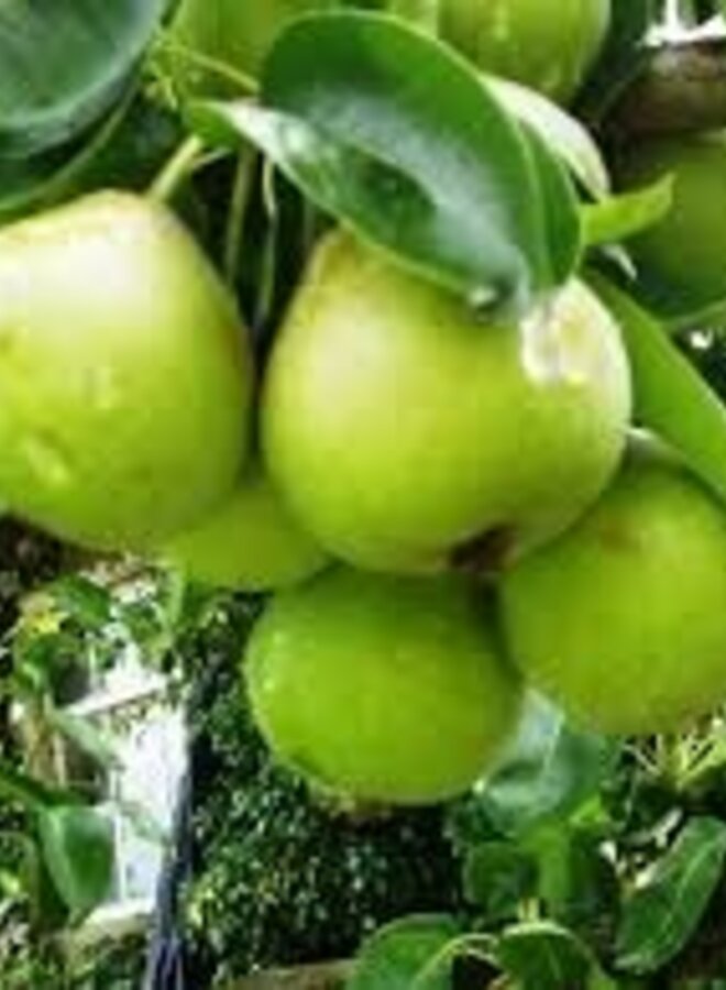 Lei-perenboom | Pyrus communis Noordhollandse Suikerpeer