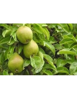 Lei-perenboom | Pyrus communis Supertrevoux