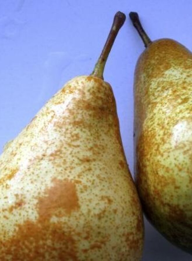 Lei-perenboom | Pyrus communis Triomphe de Vienne