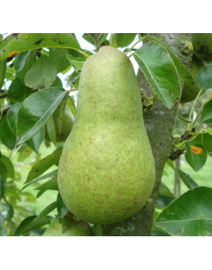 Lei-perenboom | Pyrus communis Williams