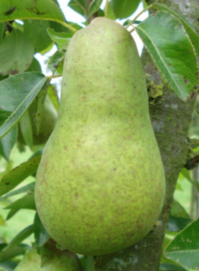 Lei-perenboom | Pyrus communis Williams