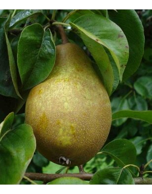 Lei-perenboom | Pyrus communis Winterrietpeer