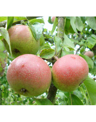 Lei-perenboom | Pyrus communis Zoete Brederode