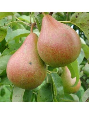 Lei-perenboom | Pyrus communis Zwijndrechtse Wijnpeer