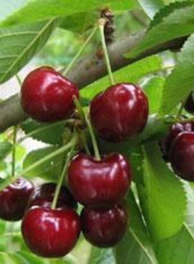 Lei-kersenboom | Prunus avium Bigarreau Burlat