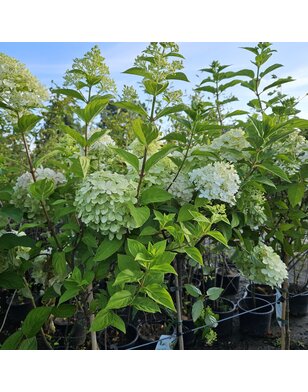 Hortensia op stam | Hydrangea paniculata Limelight