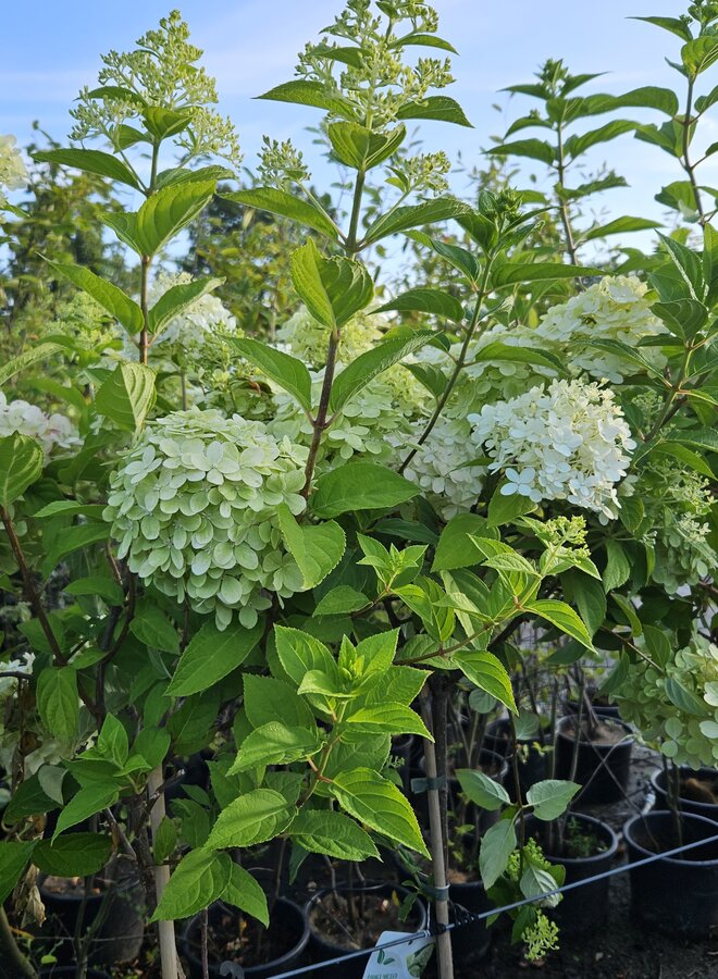 Hortensia op stam | Hydrangea paniculata Limelight