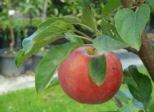 Snoeien na de zomer: Jouw complete gids