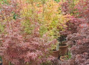 De magie van de herfst: Hoe bomen zich voorbereiden op de winter