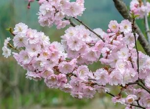 Seizoenstrends in bomen: Ontdek welke bomen in welk seizoen schitteren!