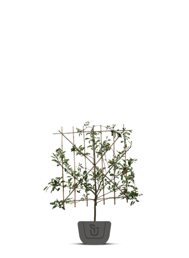 Lei-perenboom | Pyrus communis Saint Remy