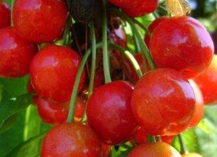 Jouw eigen eetbare tuin: alles over fruitbomen 