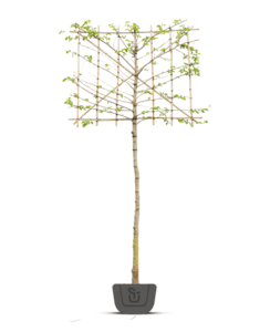 Moerbei als leiboom | Morus alba Fruitless