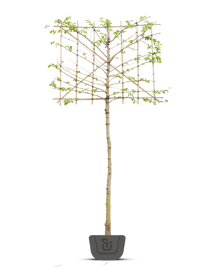 Moerbei als leiboom | Morus alba Fruitless