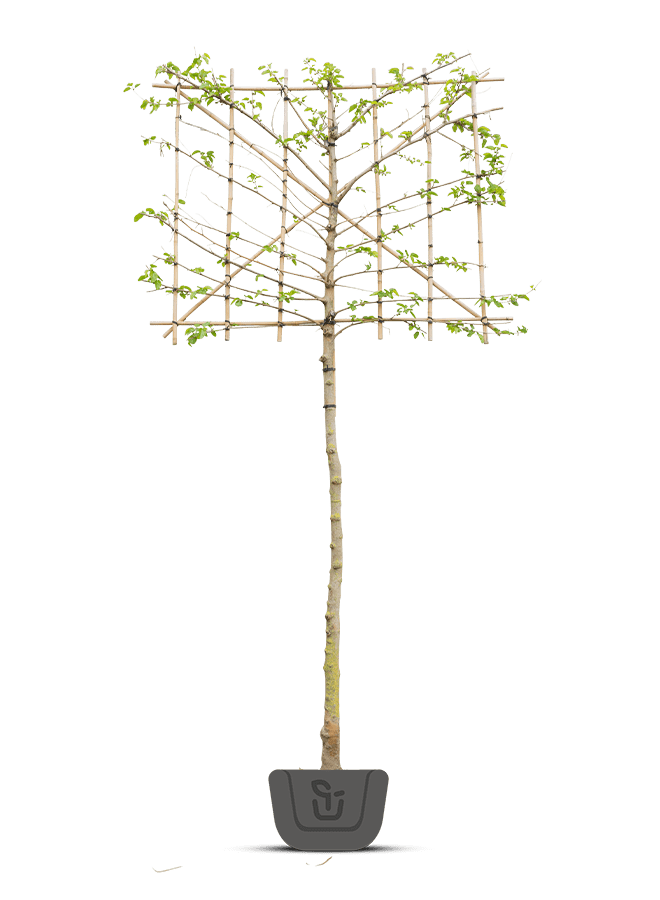 Moerbei als leiboom | Morus alba Fruitless