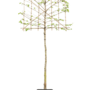 Moerbei als leiboom | Morus alba Fruitless