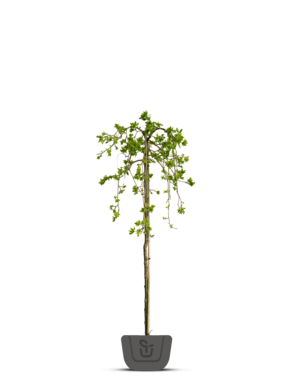 Treuriep | Ulmus glabra Camperdownii