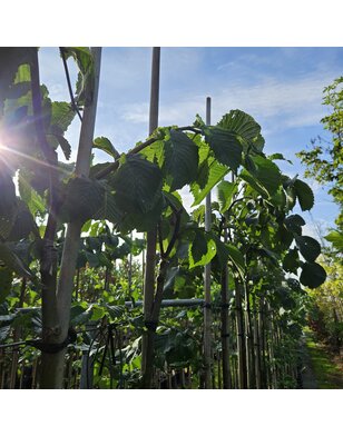 Treuriep | Ulmus glabra Camperdownii