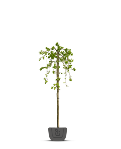 Treuriep | Ulmus glabra Horizontalis