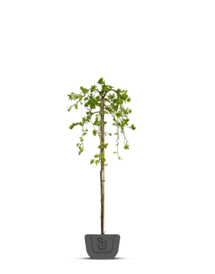 Treuriep | Ulmus glabra Horizontalis