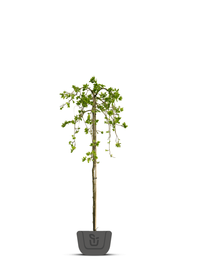 Treuriep | Ulmus glabra Horizontalis