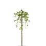 Treuriep | Ulmus glabra Horizontalis