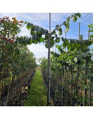 Treuriep | Ulmus glabra Horizontalis