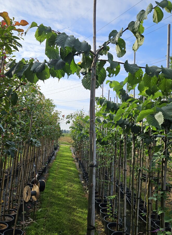 Treuriep | Ulmus glabra Horizontalis