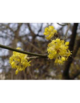 Lei-Kornoelje | Cornus mas