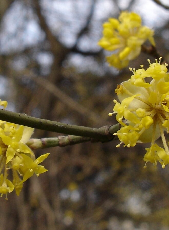Lei-Kornoelje | Cornus mas