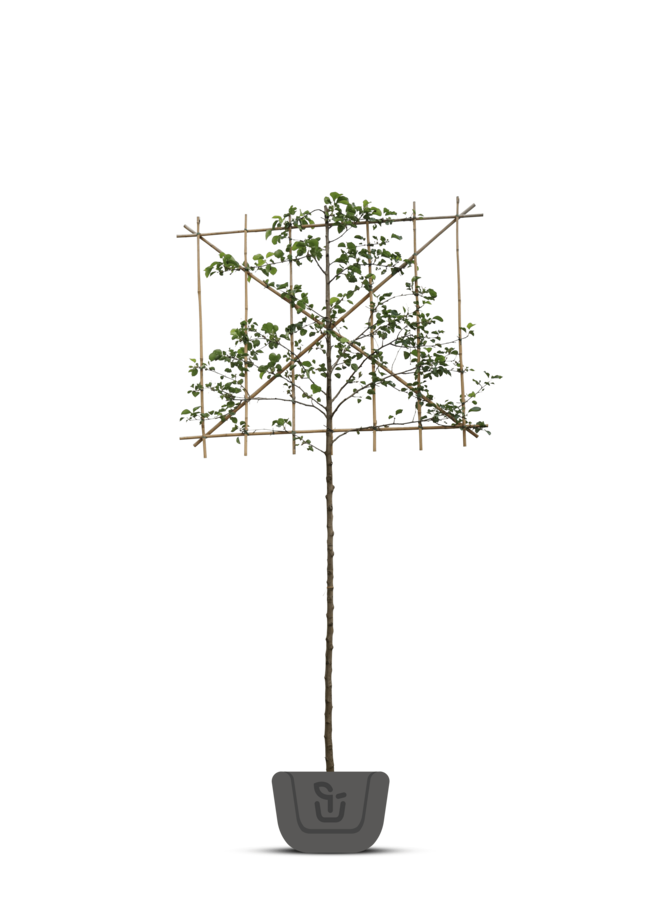 Lei-Kornoelje | Cornus mas