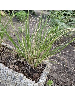Lampepoetsersgras | Pennisetum al. 'Hameln'