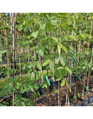 Walnotenboom | Juglans regia Jupiter