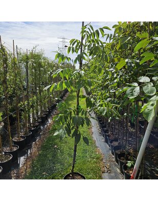Walnotenboom | Juglans regia Lake
