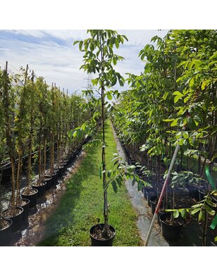 Walnotenboom | Juglans regia Mars